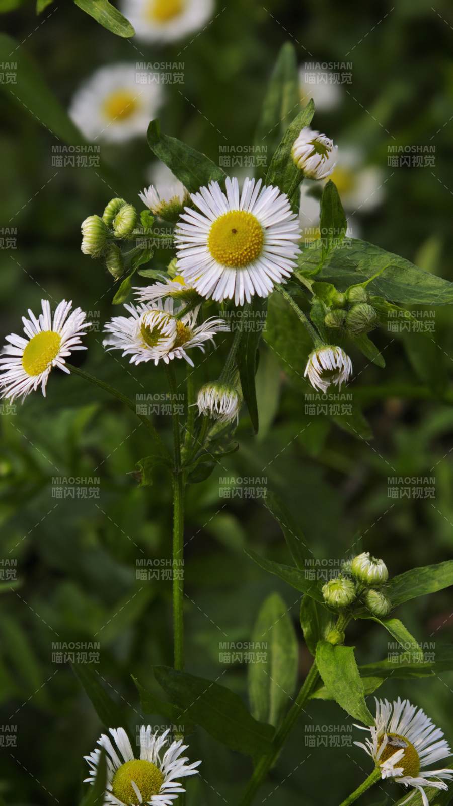 雛菊盛開 綠葉相伴