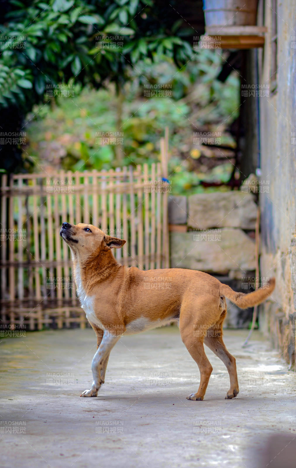 中華田園犬