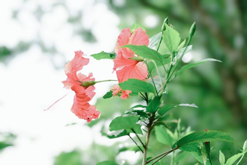 粉色花朵與綠葉相伴