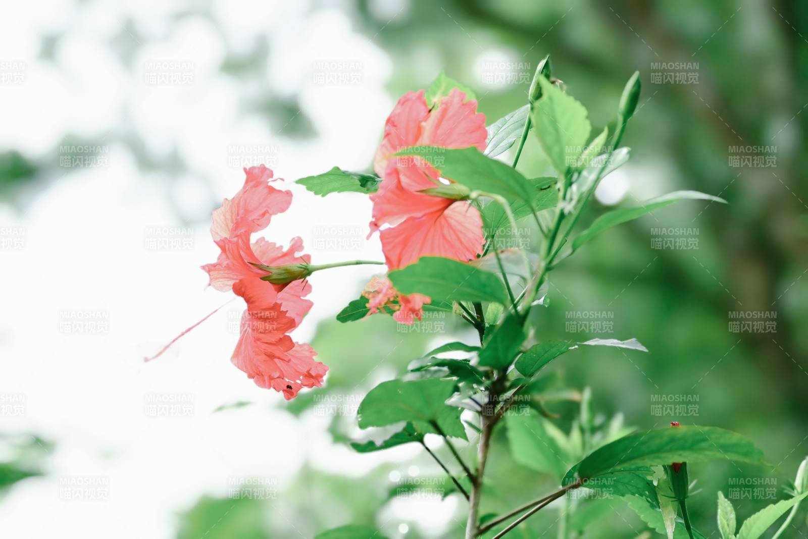 粉色花朵與綠葉相伴
