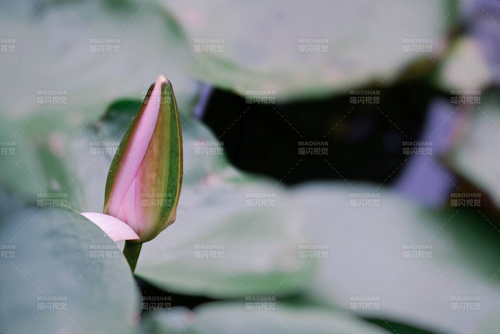 含苞待放的蓮花蕾