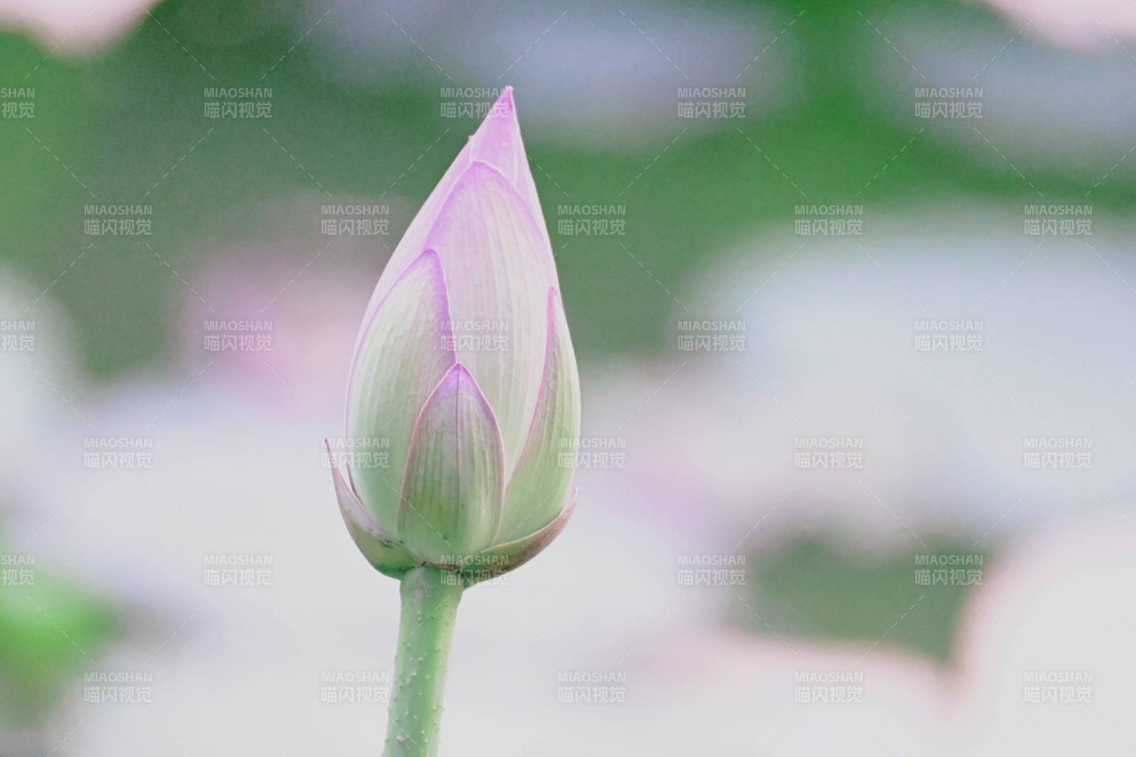 含苞待放的蓮花蕾