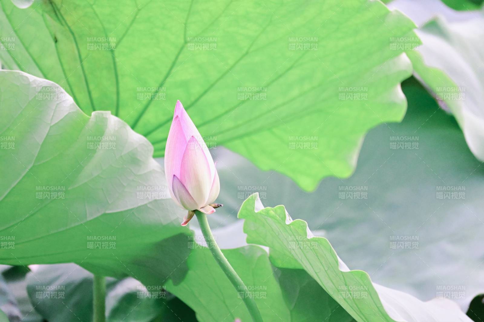 荷葉叢中的粉色蓮花苞