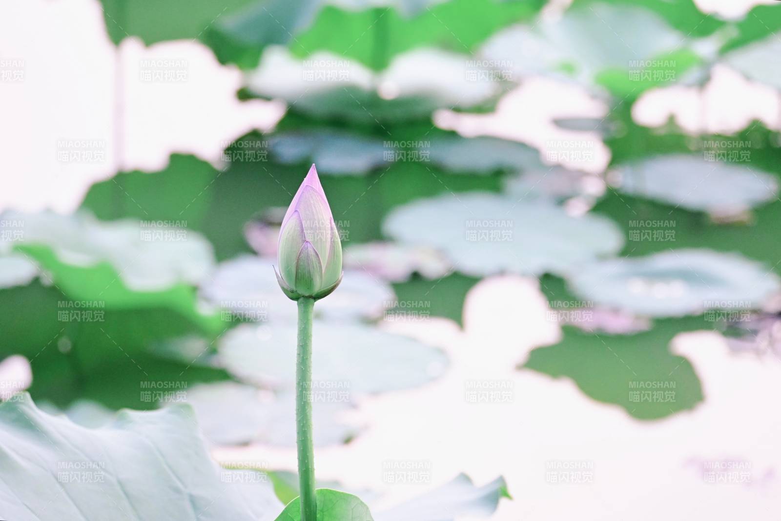 池中蓮花含苞待放