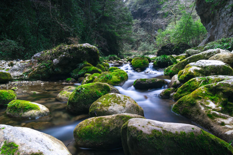 溪流潺潺 綠苔石間