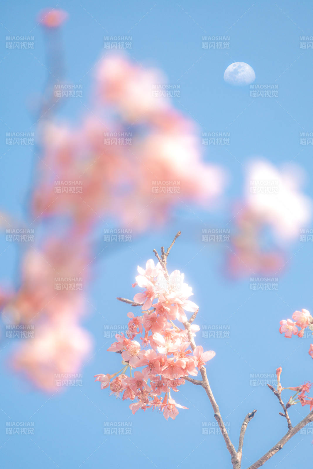 櫻花與月 春日浪漫