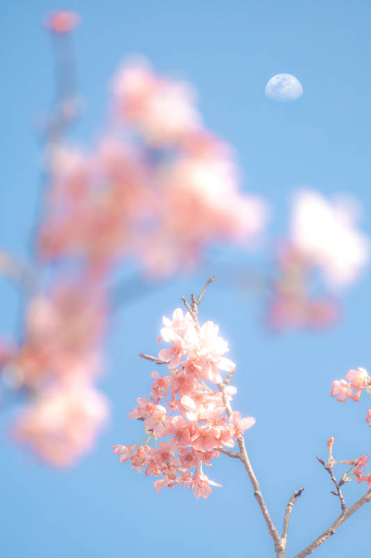 櫻花與月 春日浪漫