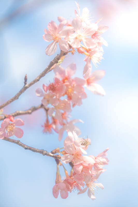 春日櫻花蜜蜂共舞