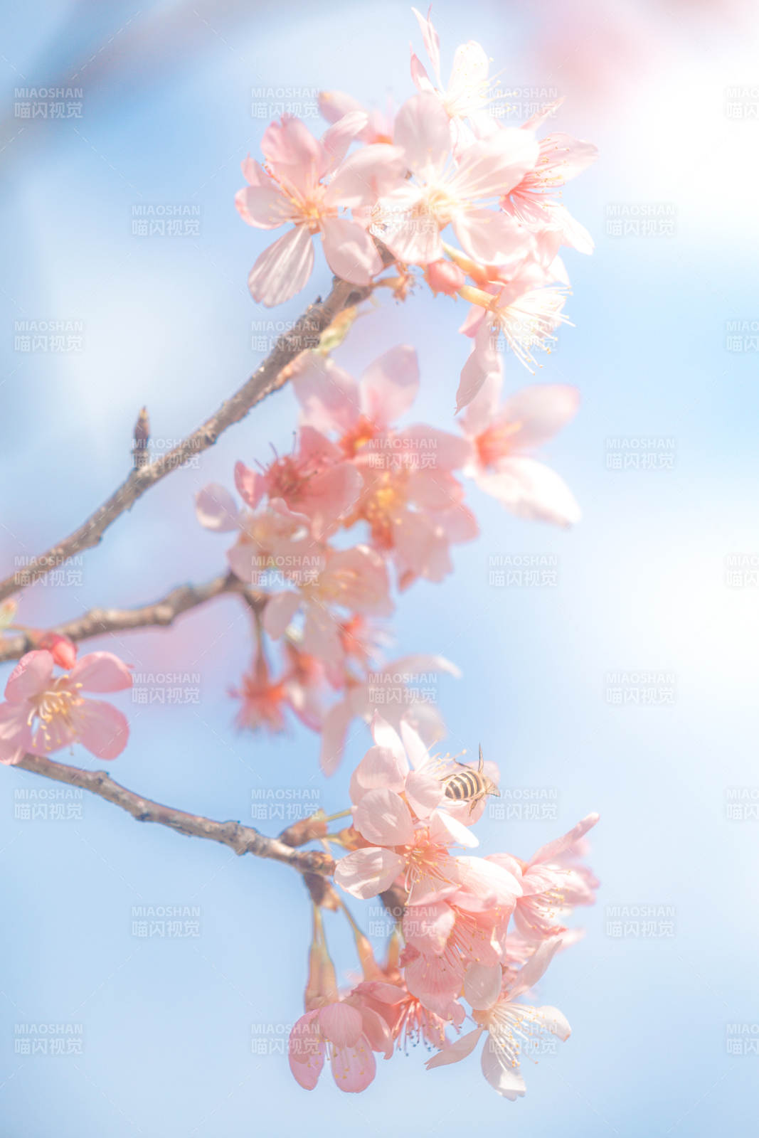 春日櫻花蜜蜂共舞