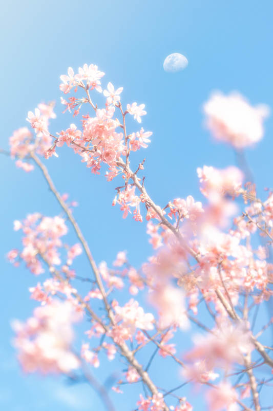 櫻花與月 春日浪漫