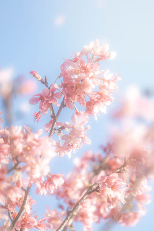 春日櫻花 明媚藍天