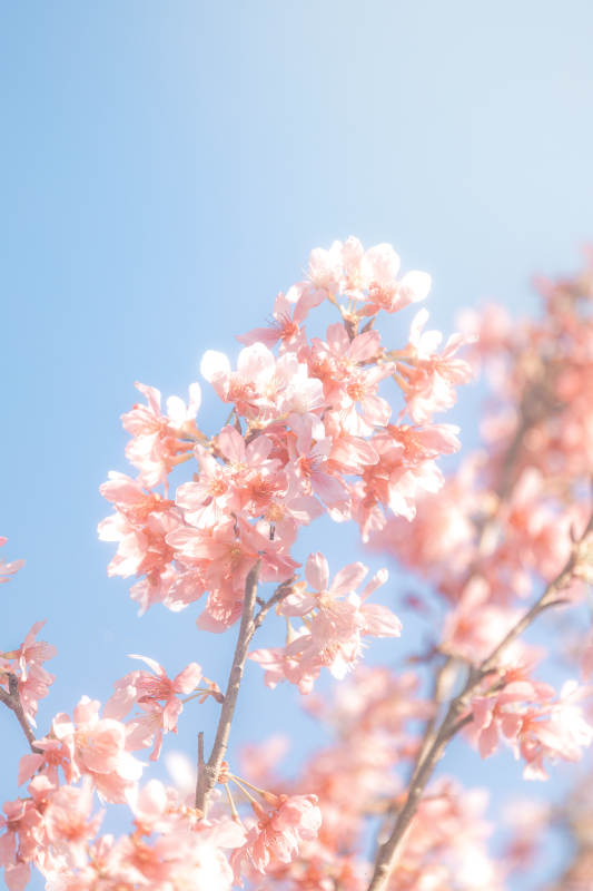 櫻花綻放 春日晴空