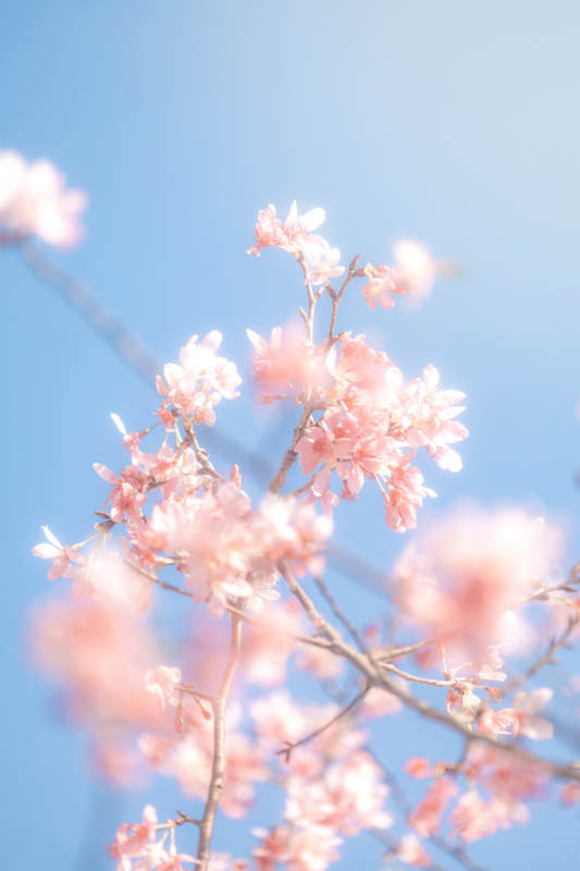 春日櫻花 藍天映襯