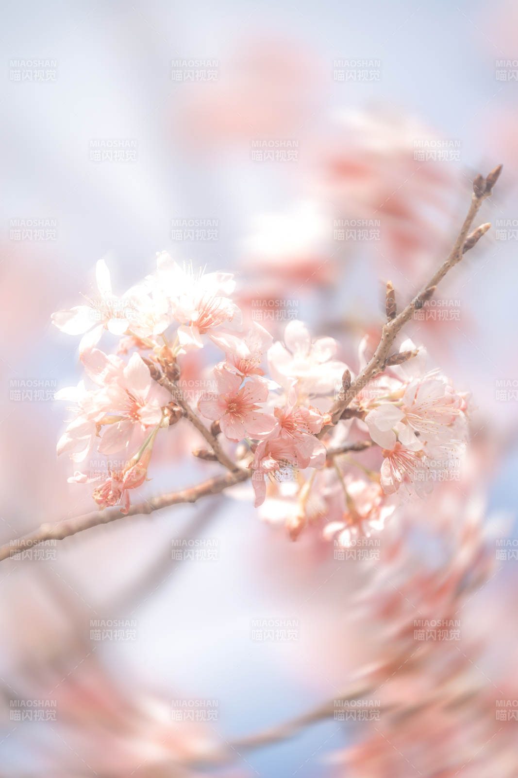 櫻花綻放 春意盎然