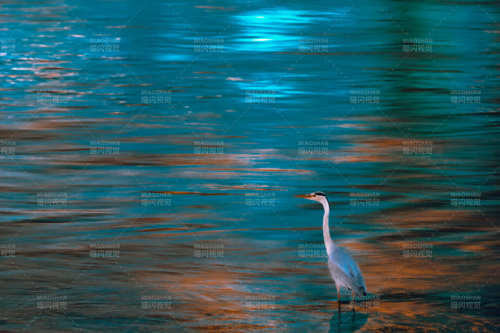 蒼鷺