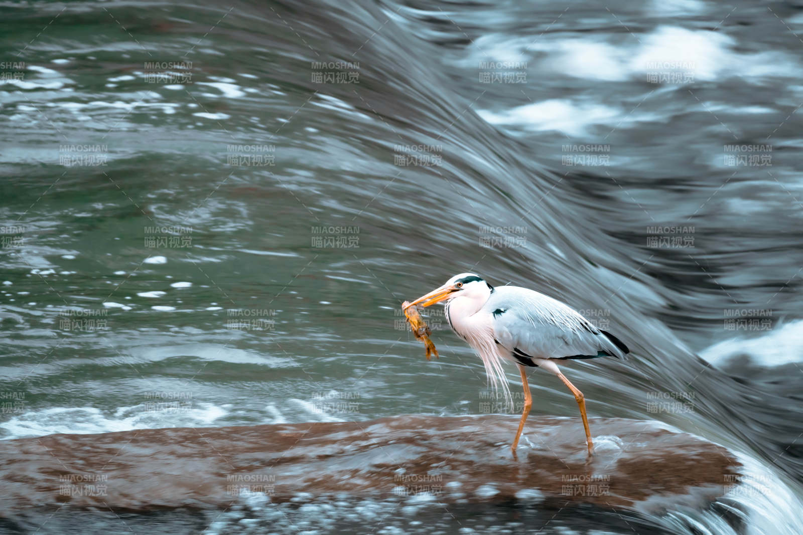 鷺鳥捕食 水邊瞬間