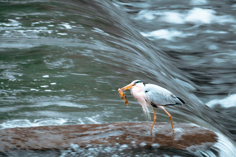 鷺鳥捕食 水邊瞬間