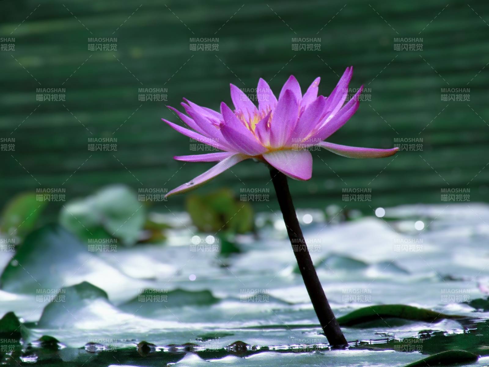 池中綻放的粉色蓮花