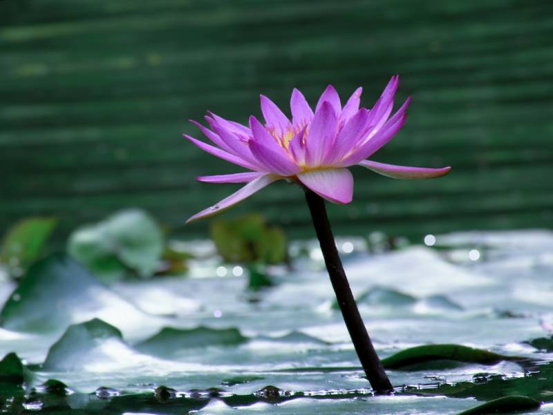 池中綻放的粉色蓮花