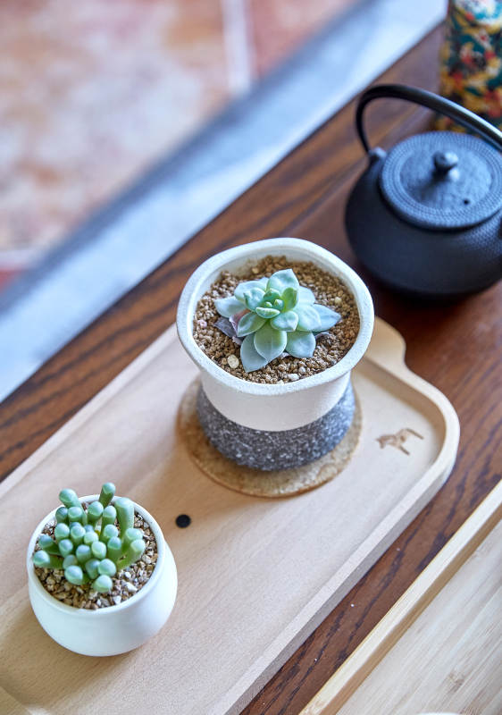 茶盤上的多肉植物與茶壺