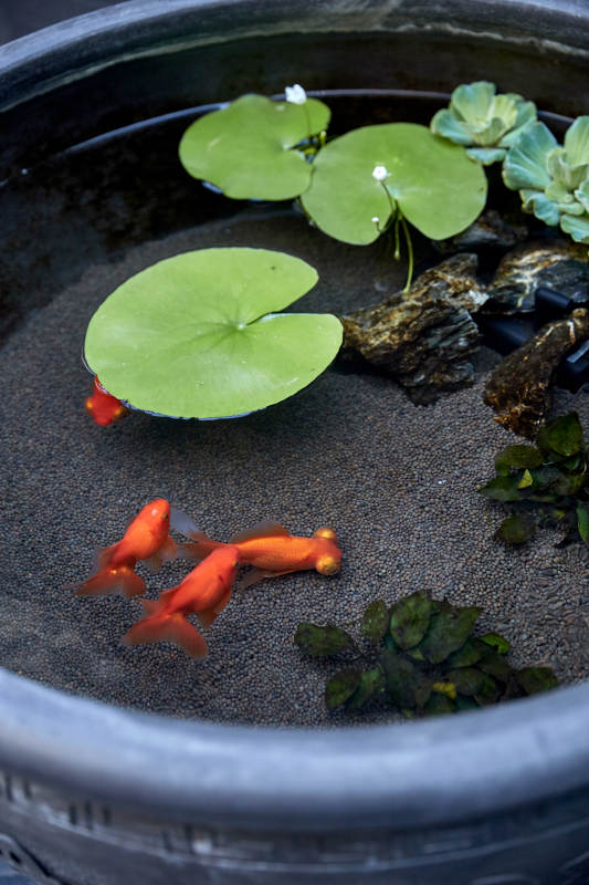 金魚戲水 荷葉點綴