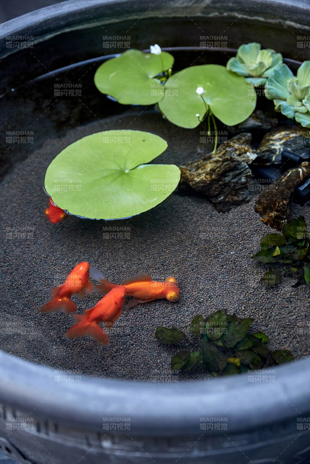 金魚戲水 荷葉點綴