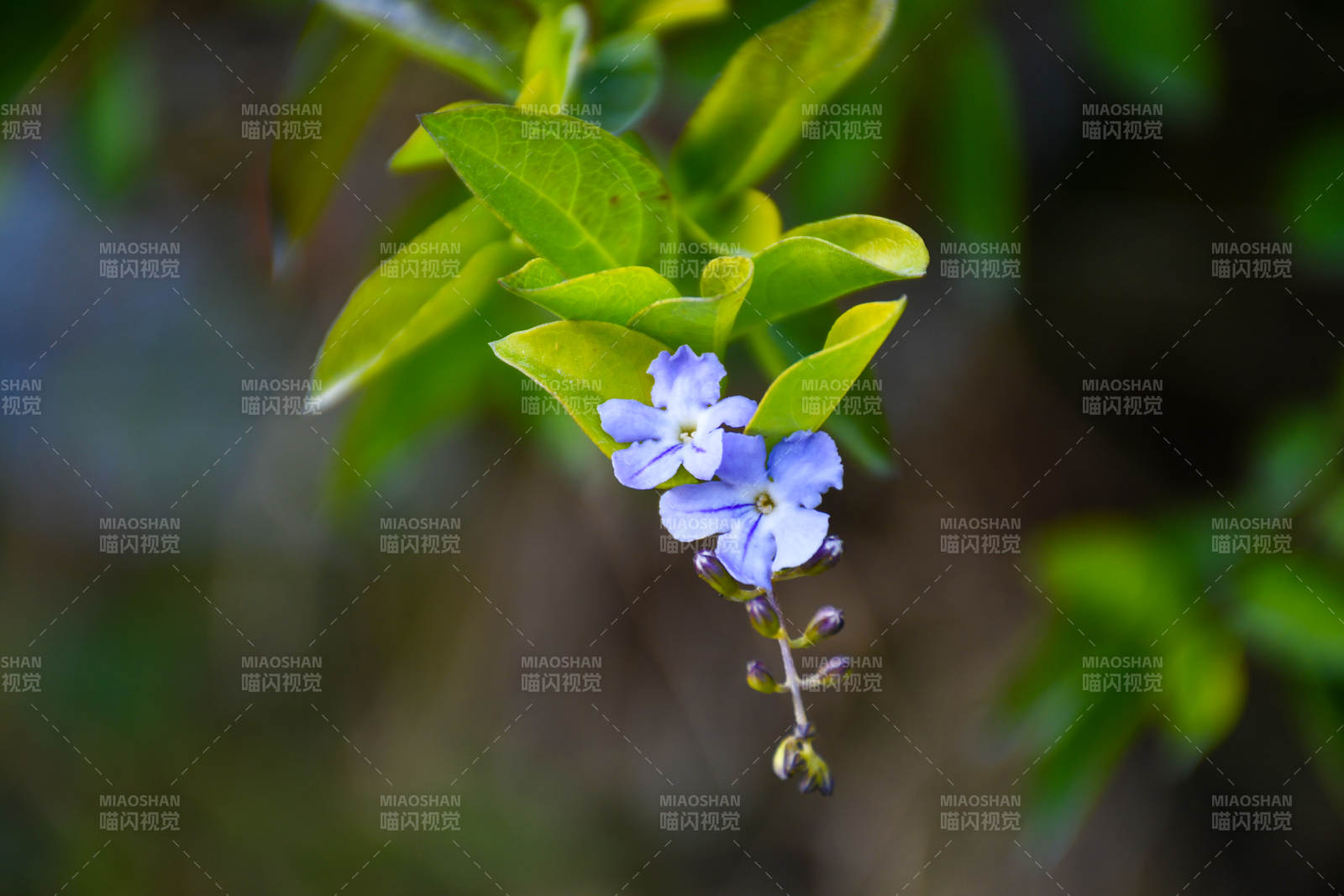 藍(lán)花綠葉 自然之美