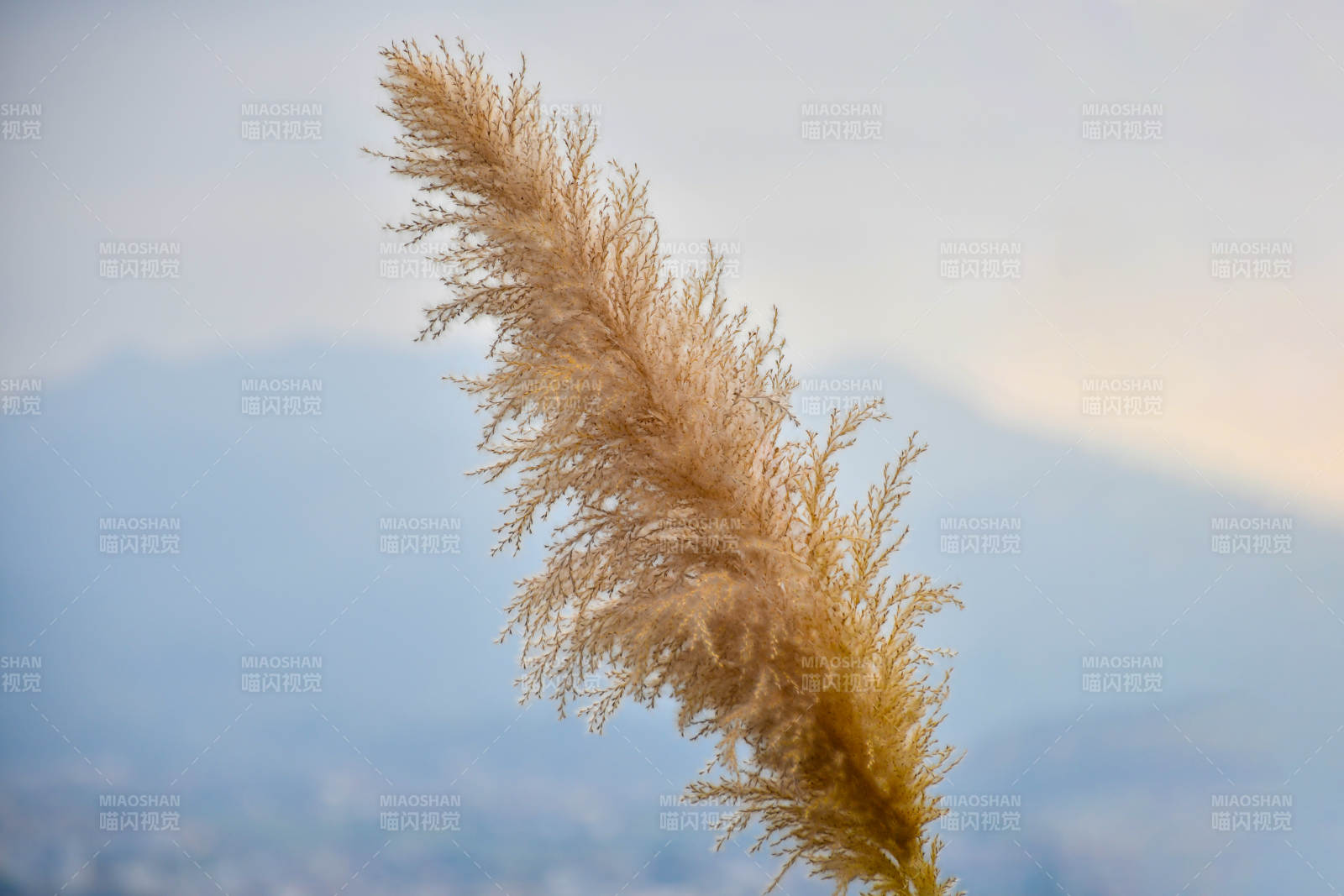 風中搖曳的蘆葦花