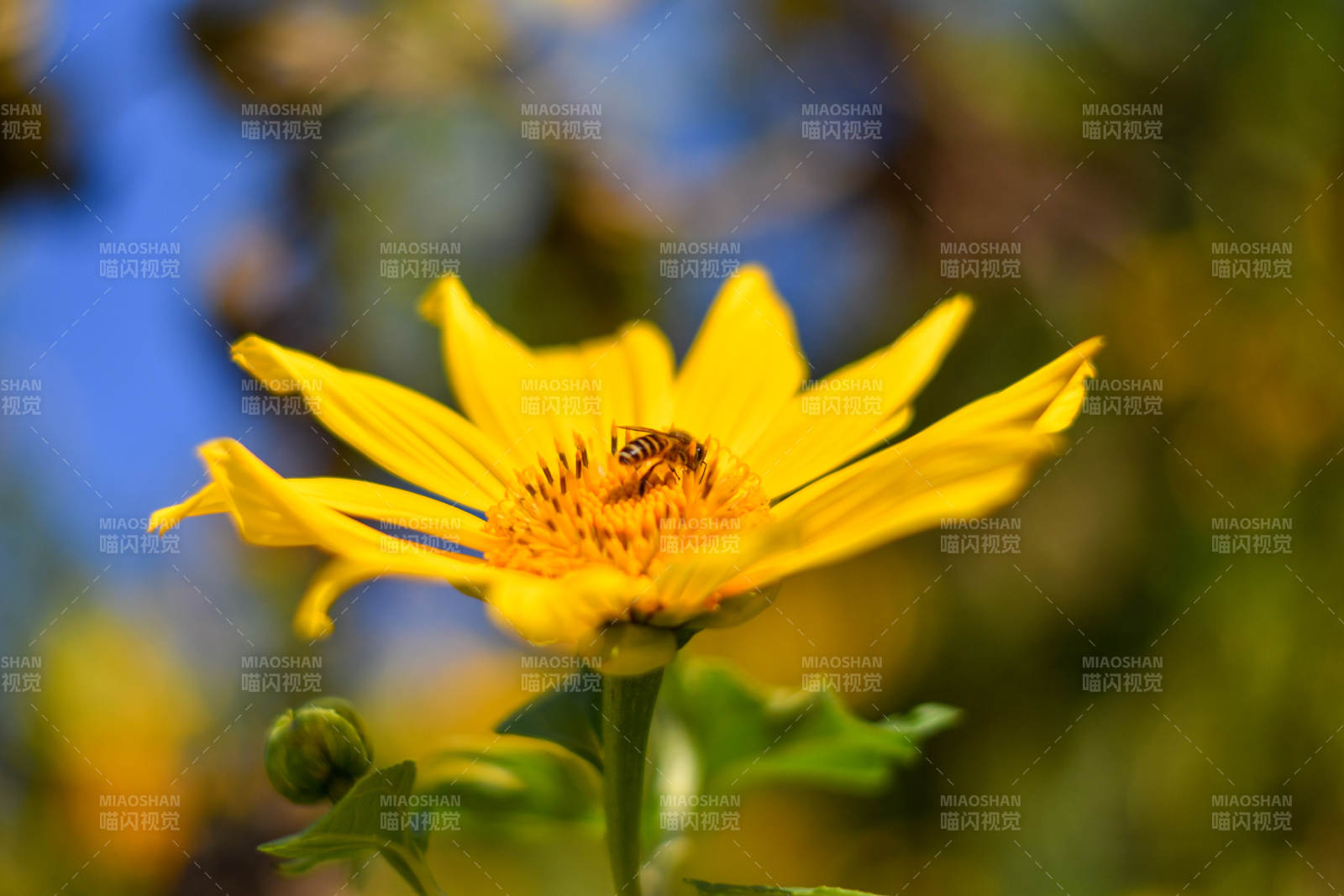 蜜蜂采蜜在黃花上