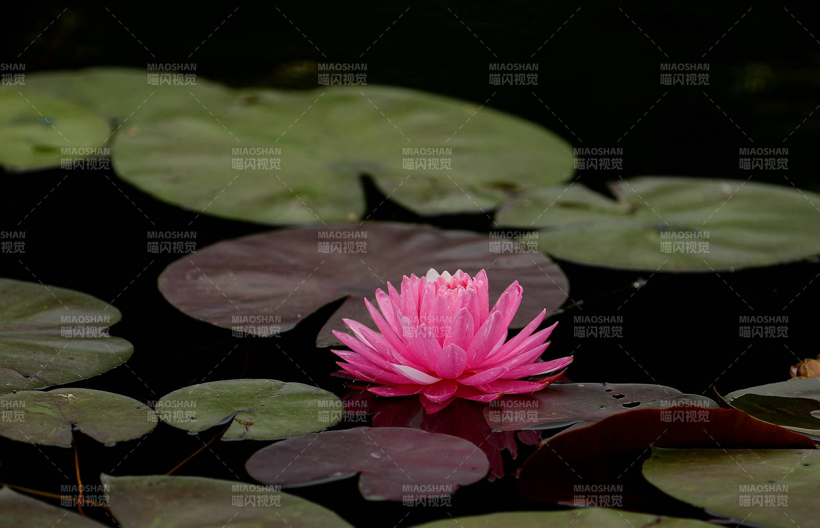 池塘中的粉色蓮花