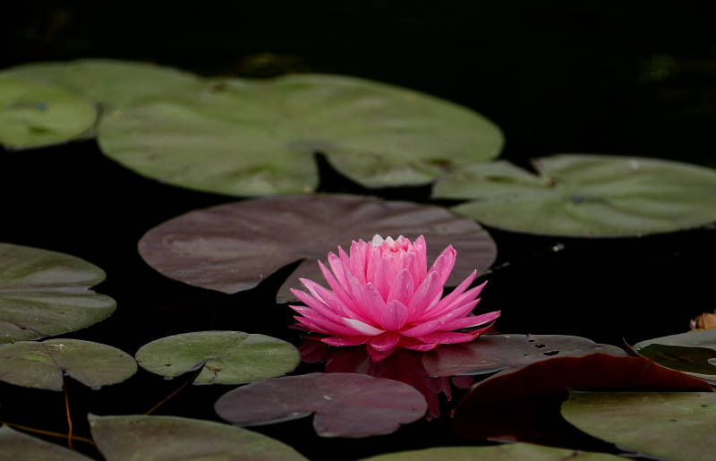 池塘中的粉色蓮花