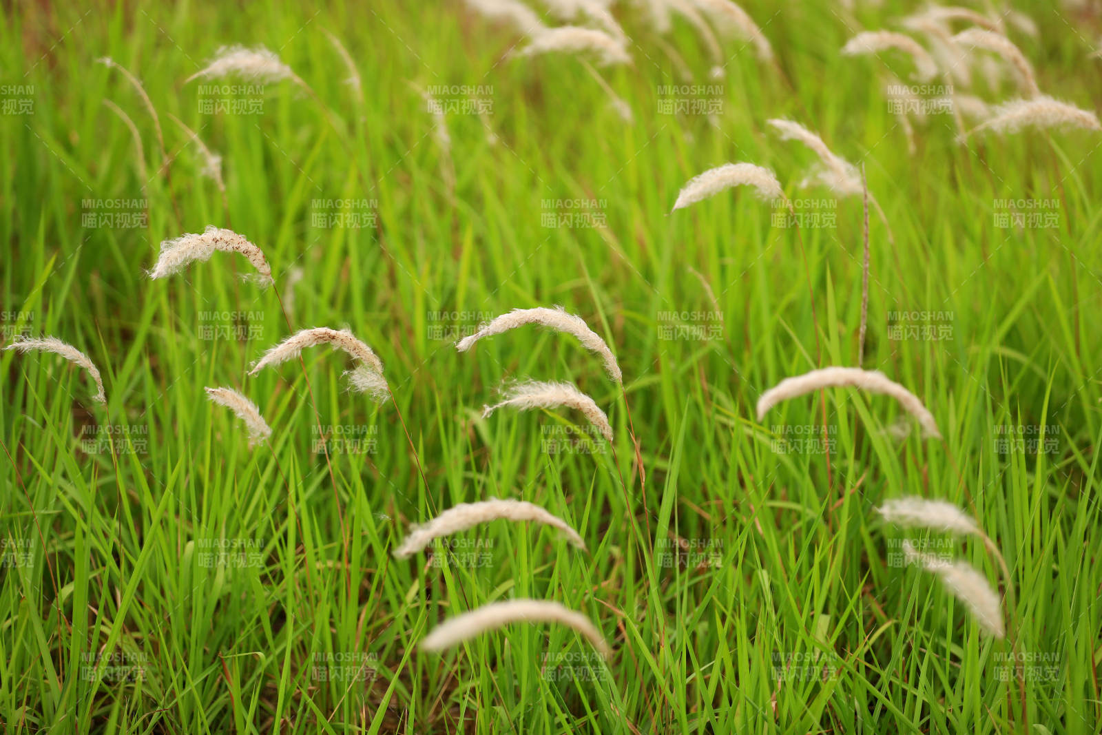 夏日白茅 風中搖曳
