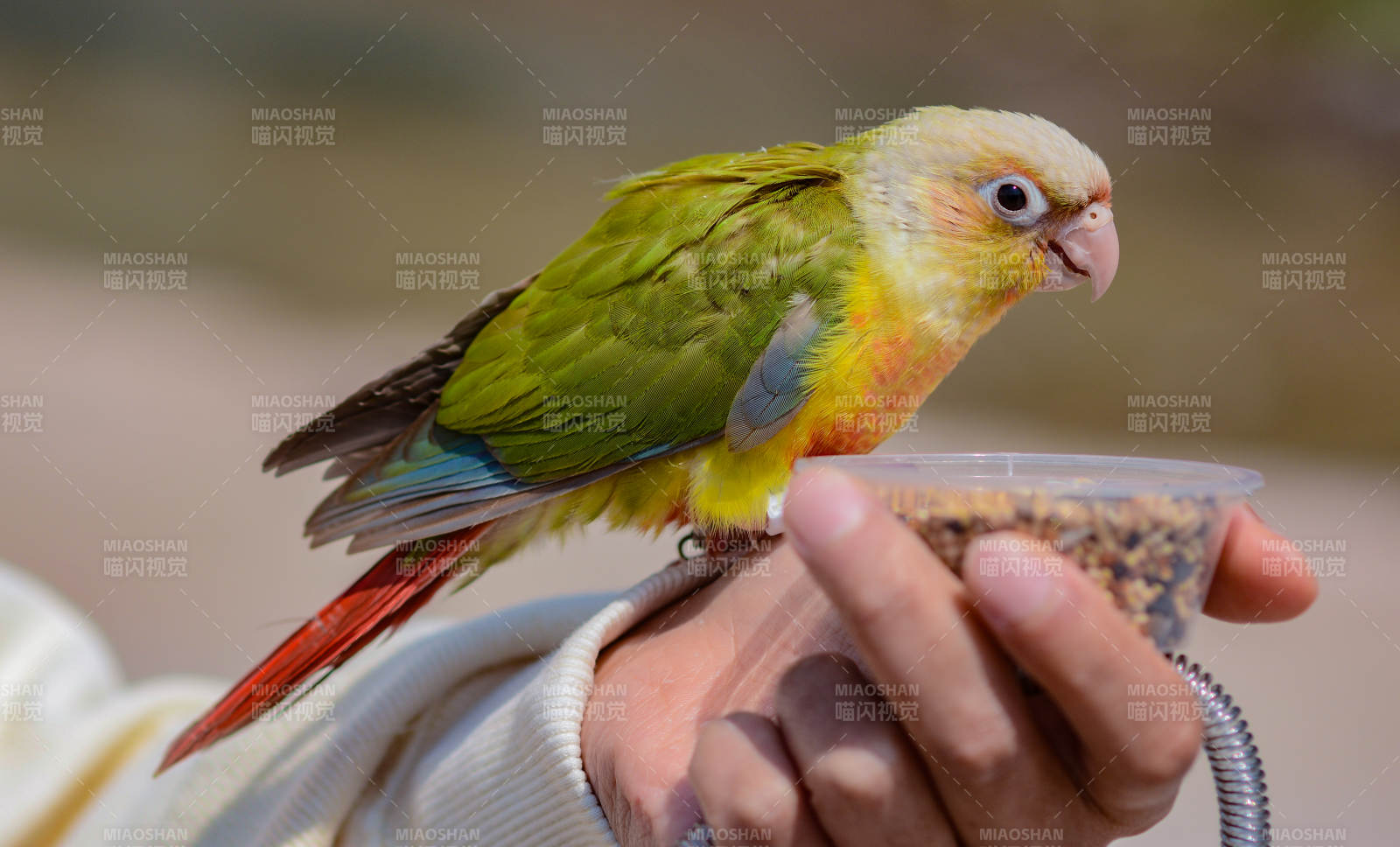 手喂鸚鵡吃鳥食