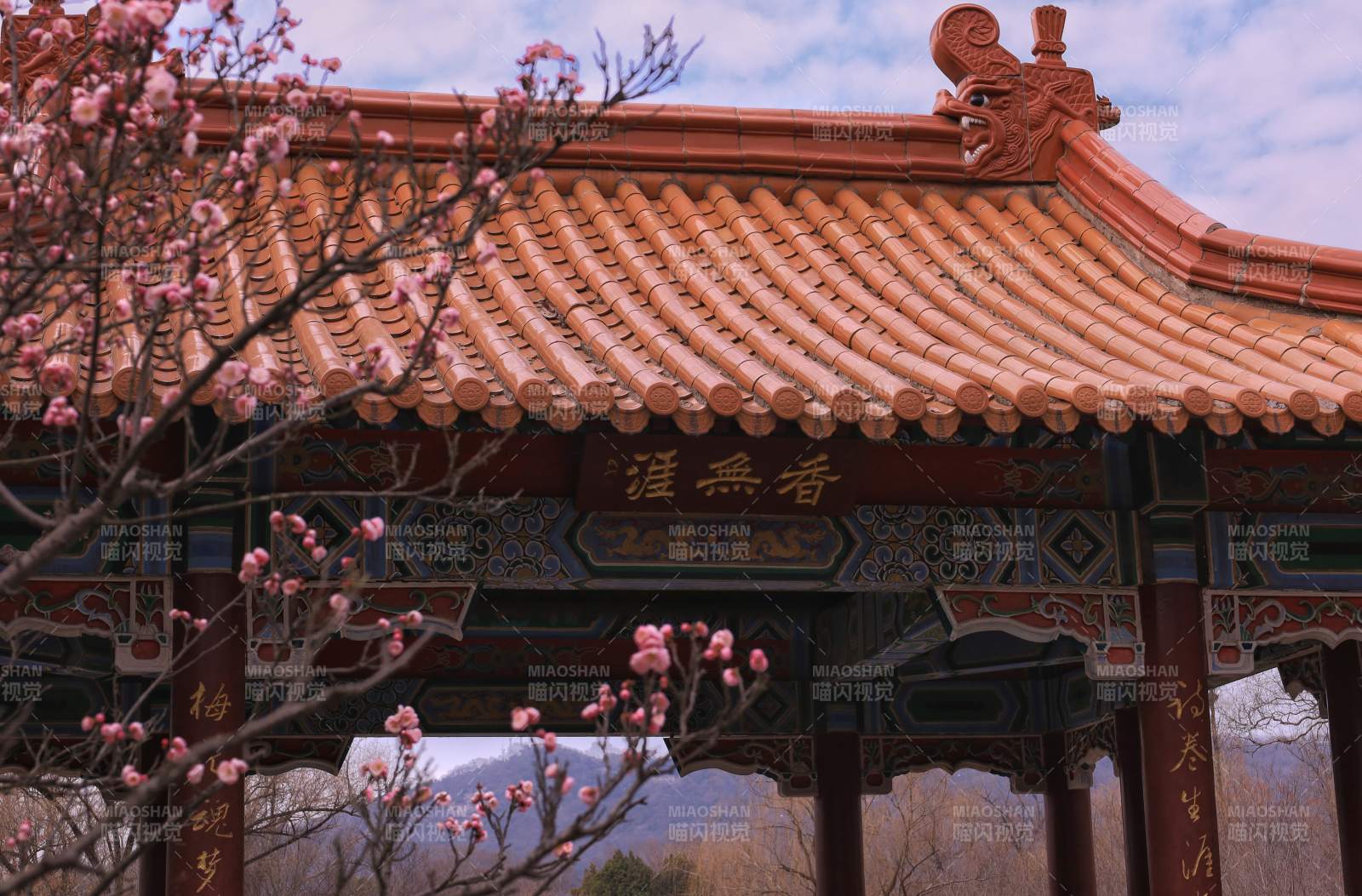 南京明孝陵春日古亭梅花綻放
