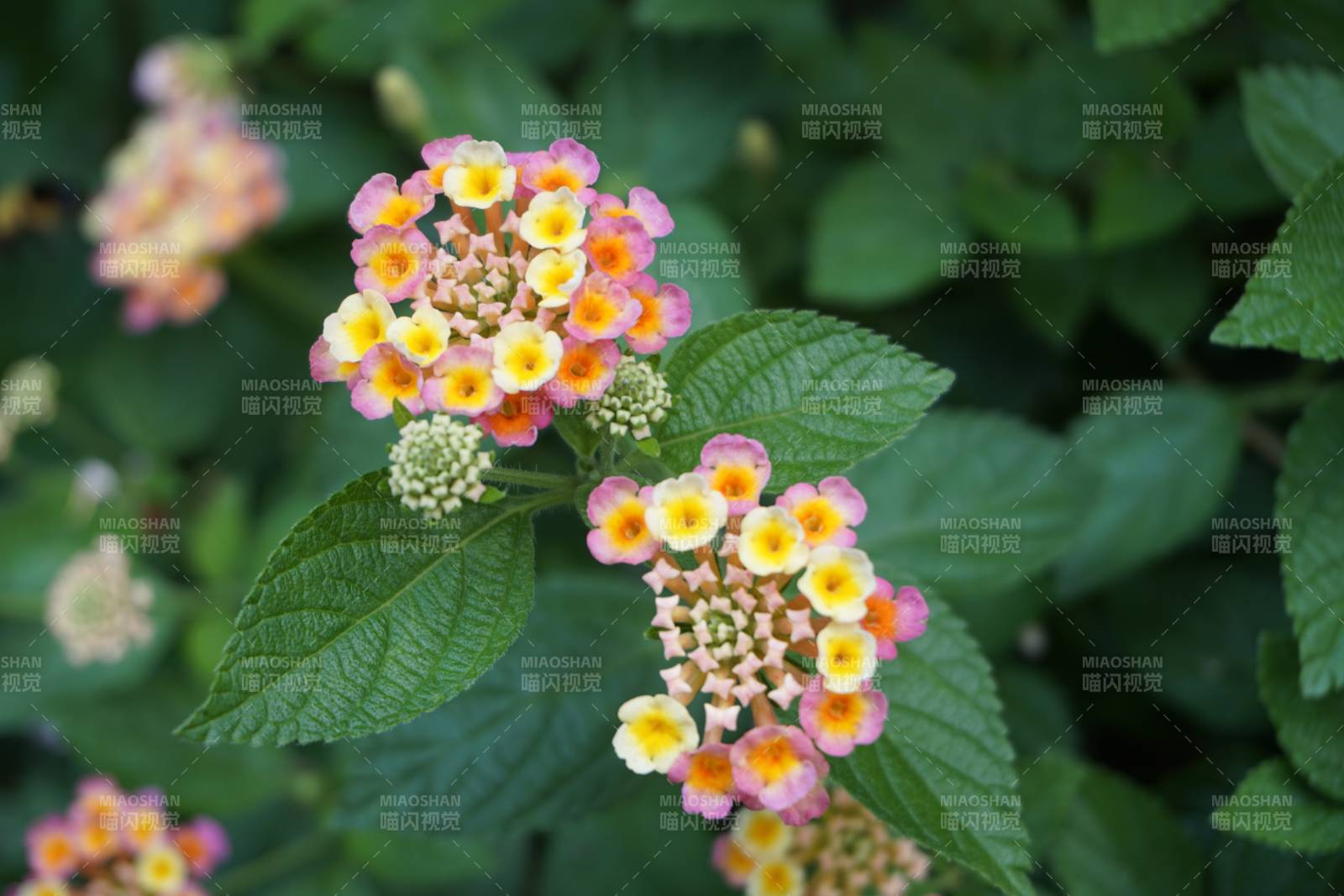 粉色小花叢中的綠葉