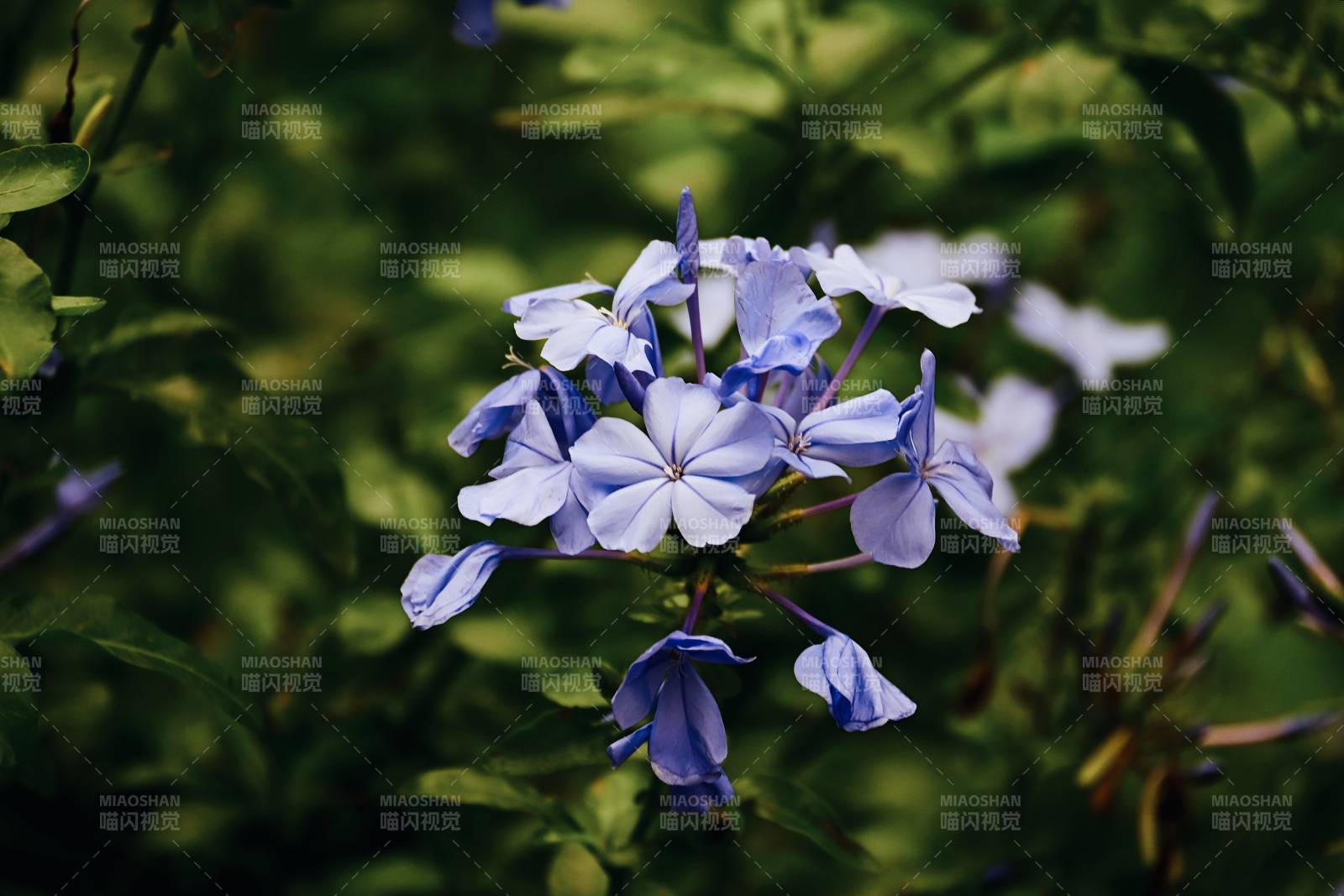 紫色小花在綠葉中綻放