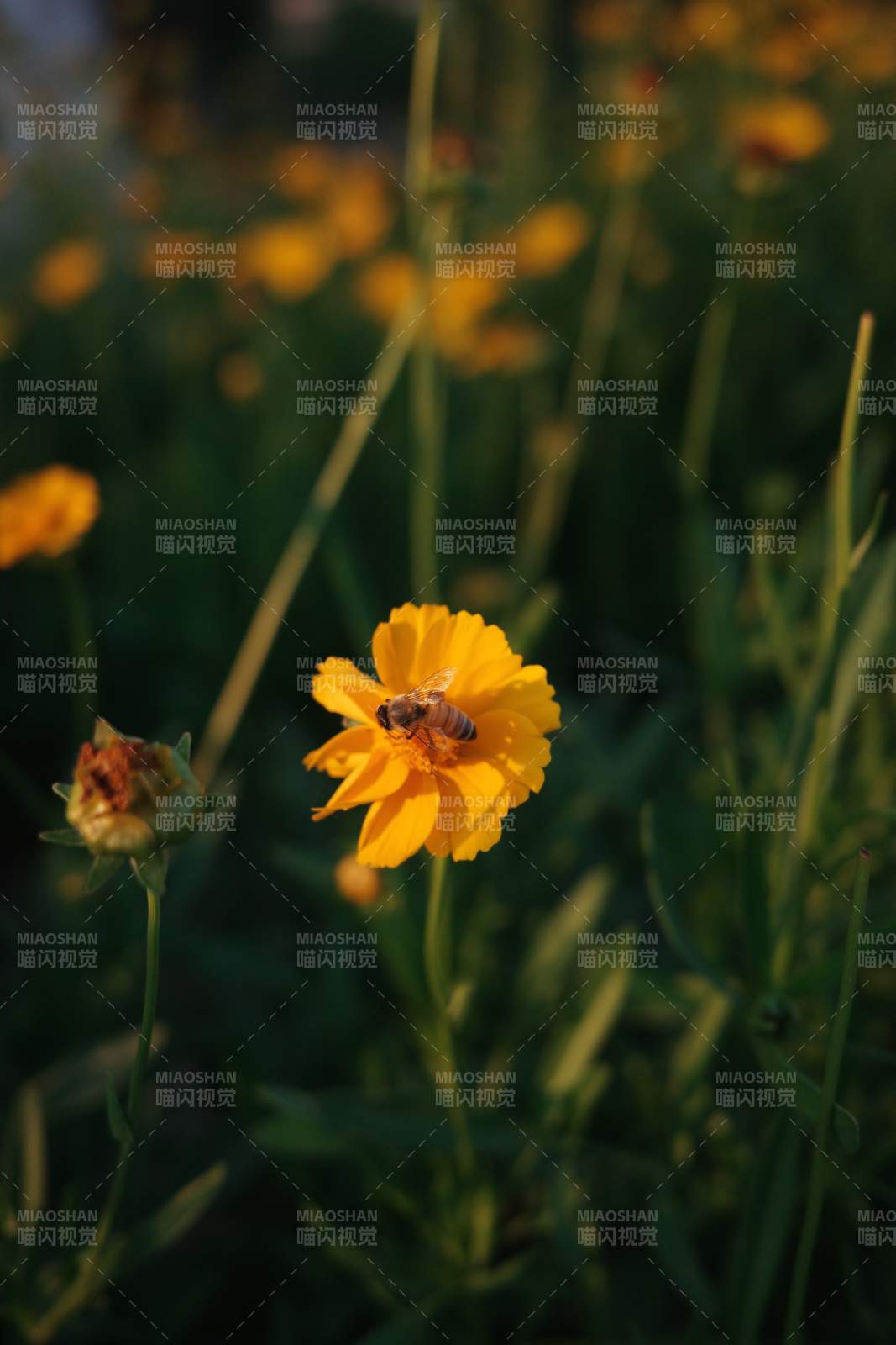 蜜蜂采蜜在黃花上