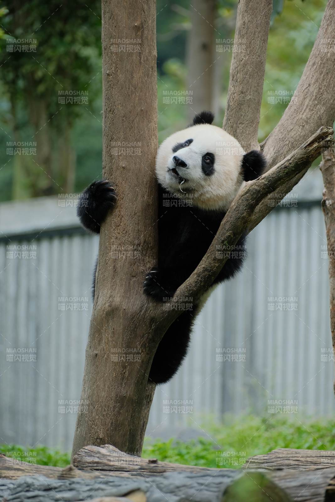 樹上的熊貓寶寶