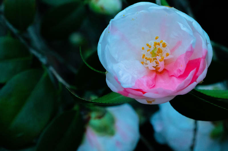 粉色山茶花的優(yōu)雅綻放