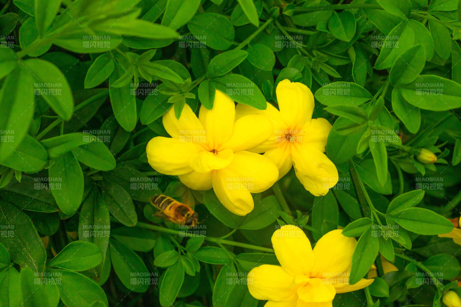 蜜蜂采蜜黃花間