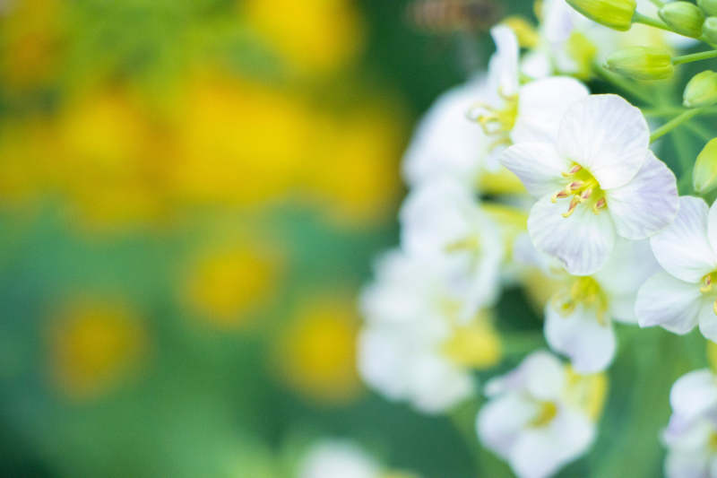 春日白花與綠葉相伴