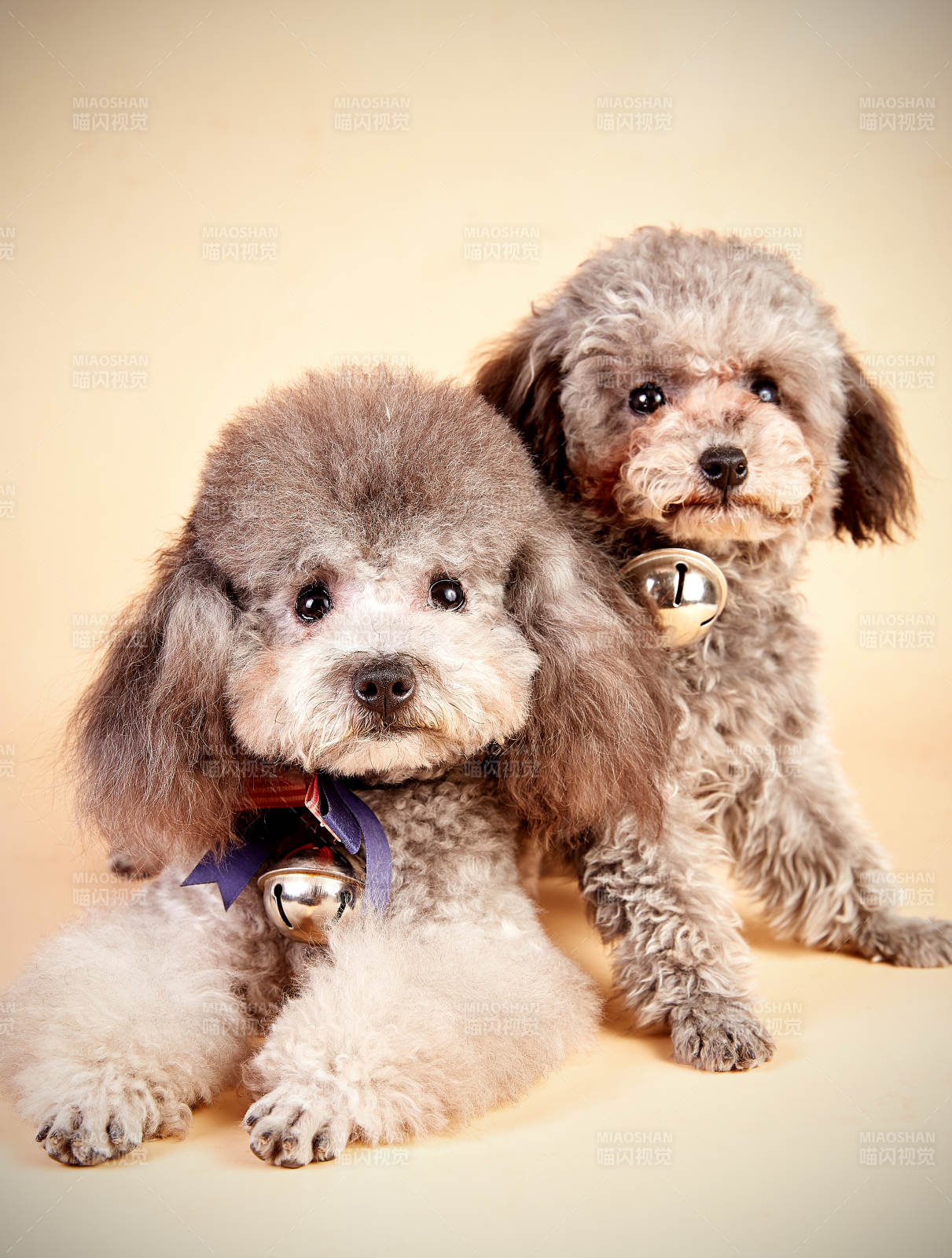 兩只可愛的泰迪犬