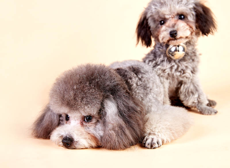 兩只可愛的泰迪犬