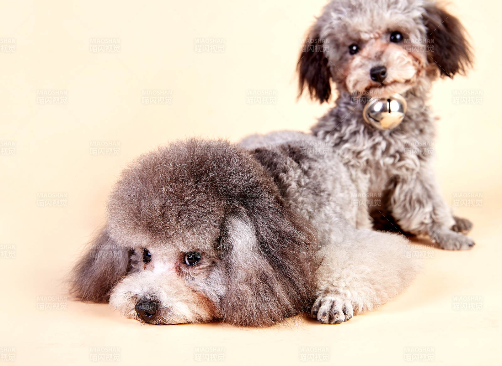 兩只可愛的泰迪犬