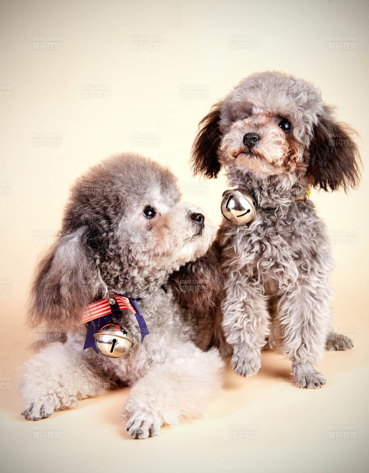 兩只可愛的泰迪犬合影