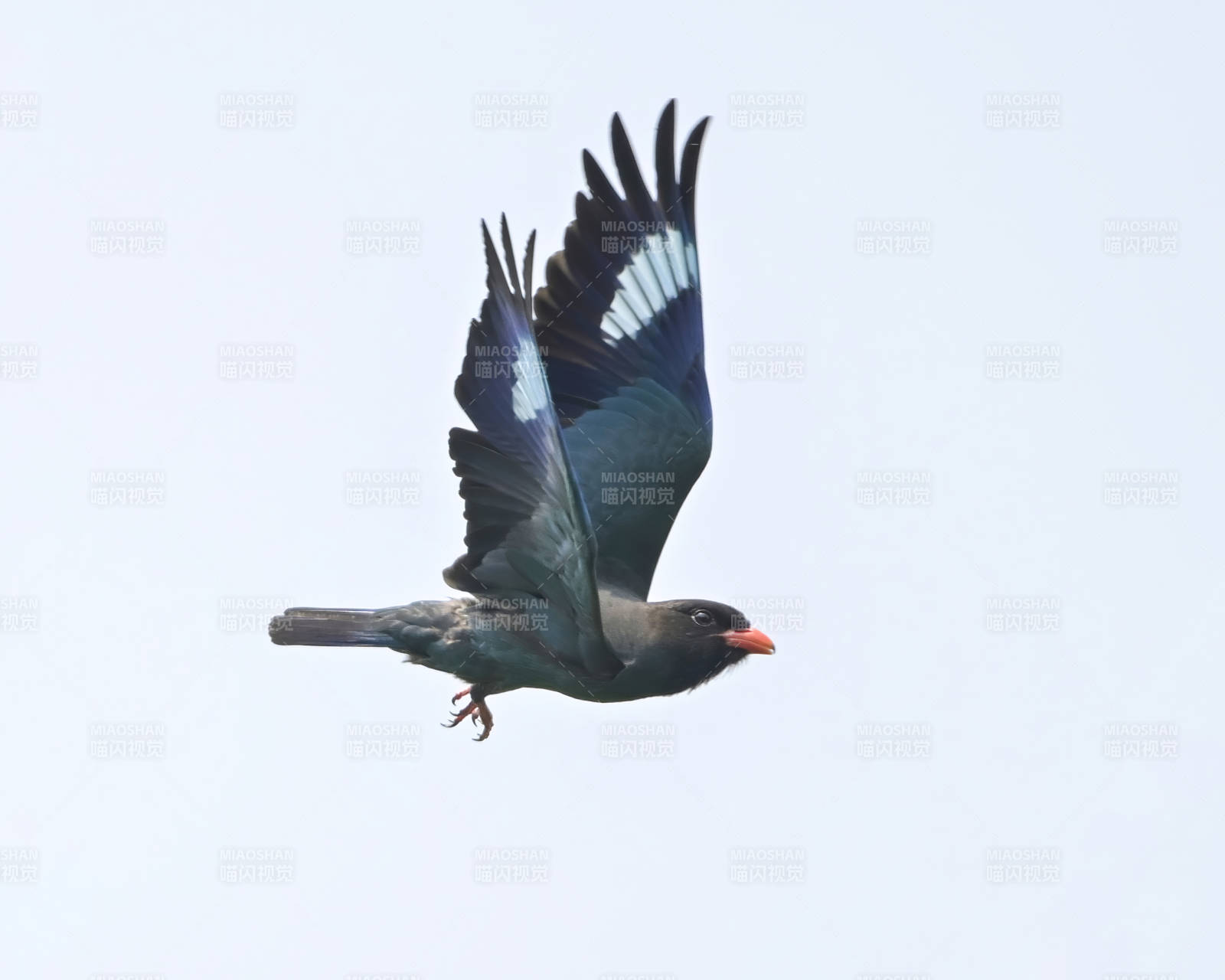 飛翔的三寶鳥