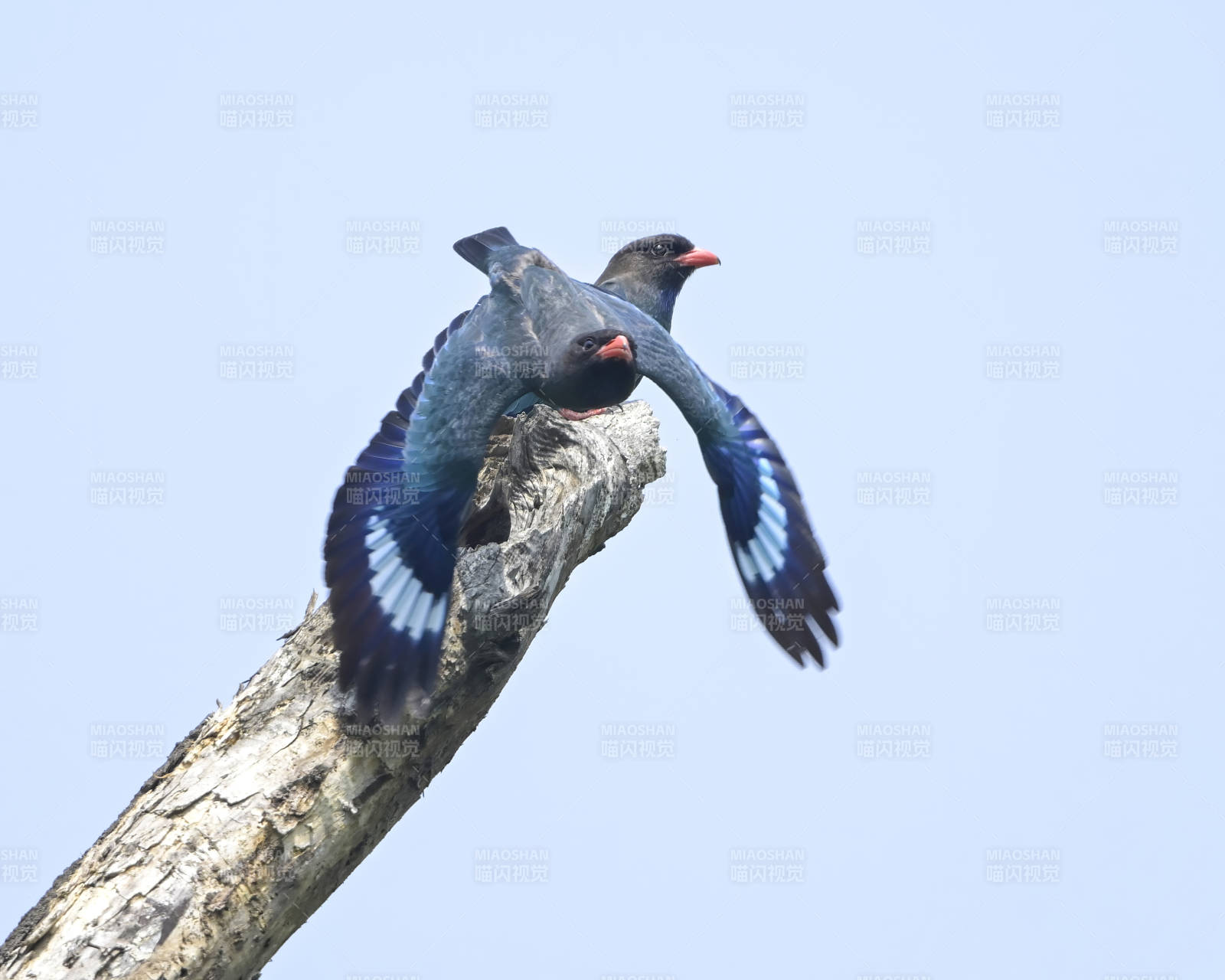 藍(lán)翅三寶鳥棲息枝頭