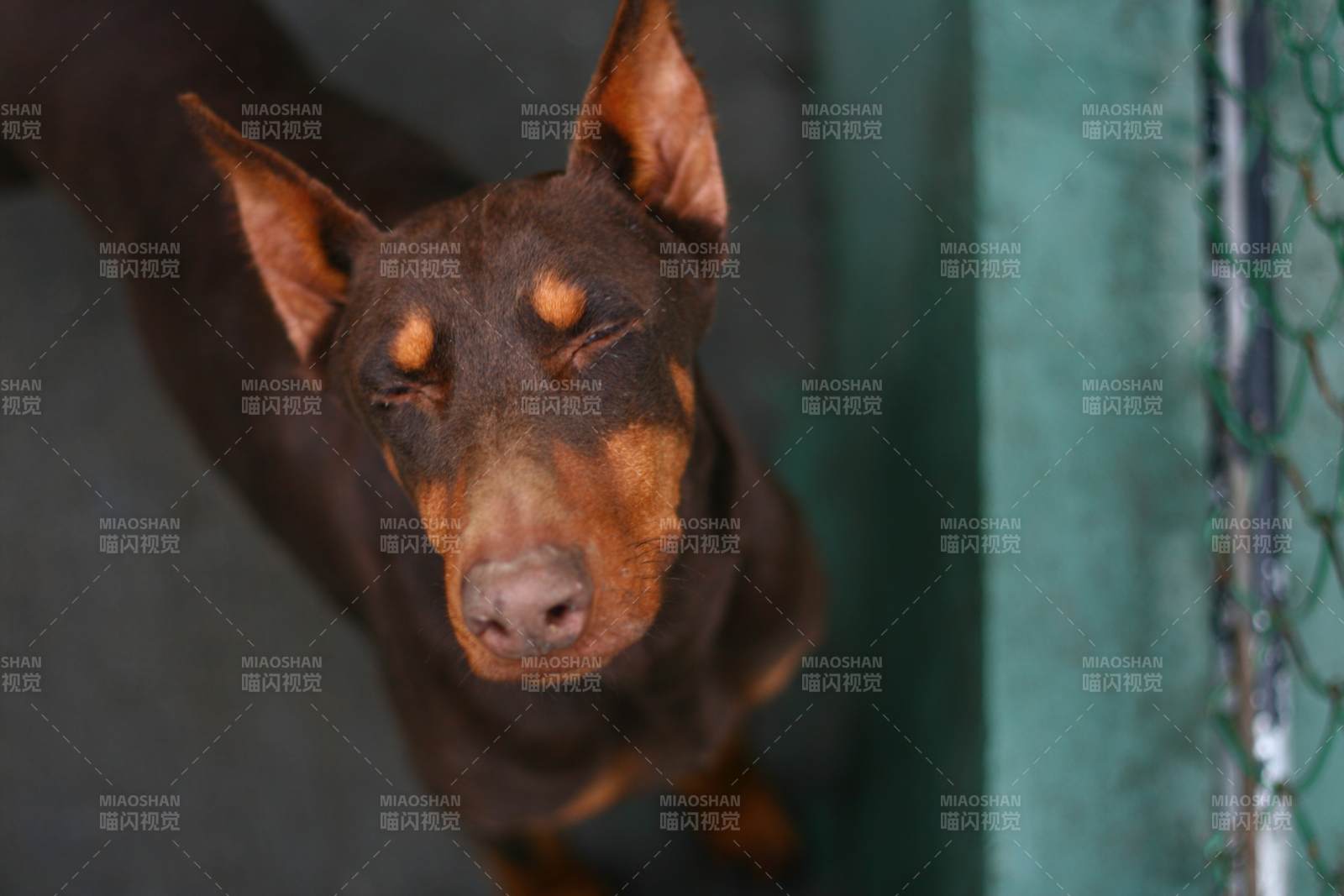 忠誠的杜賓犬凝視鏡頭