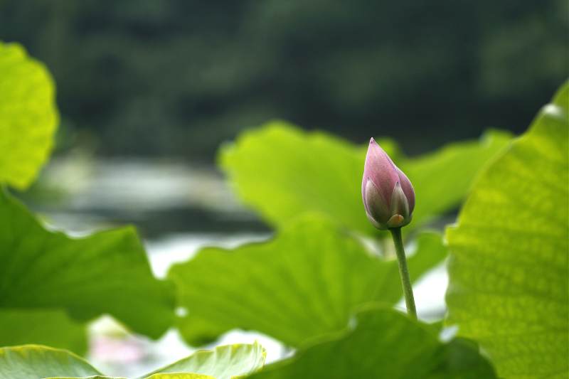 含苞待放的蓮花