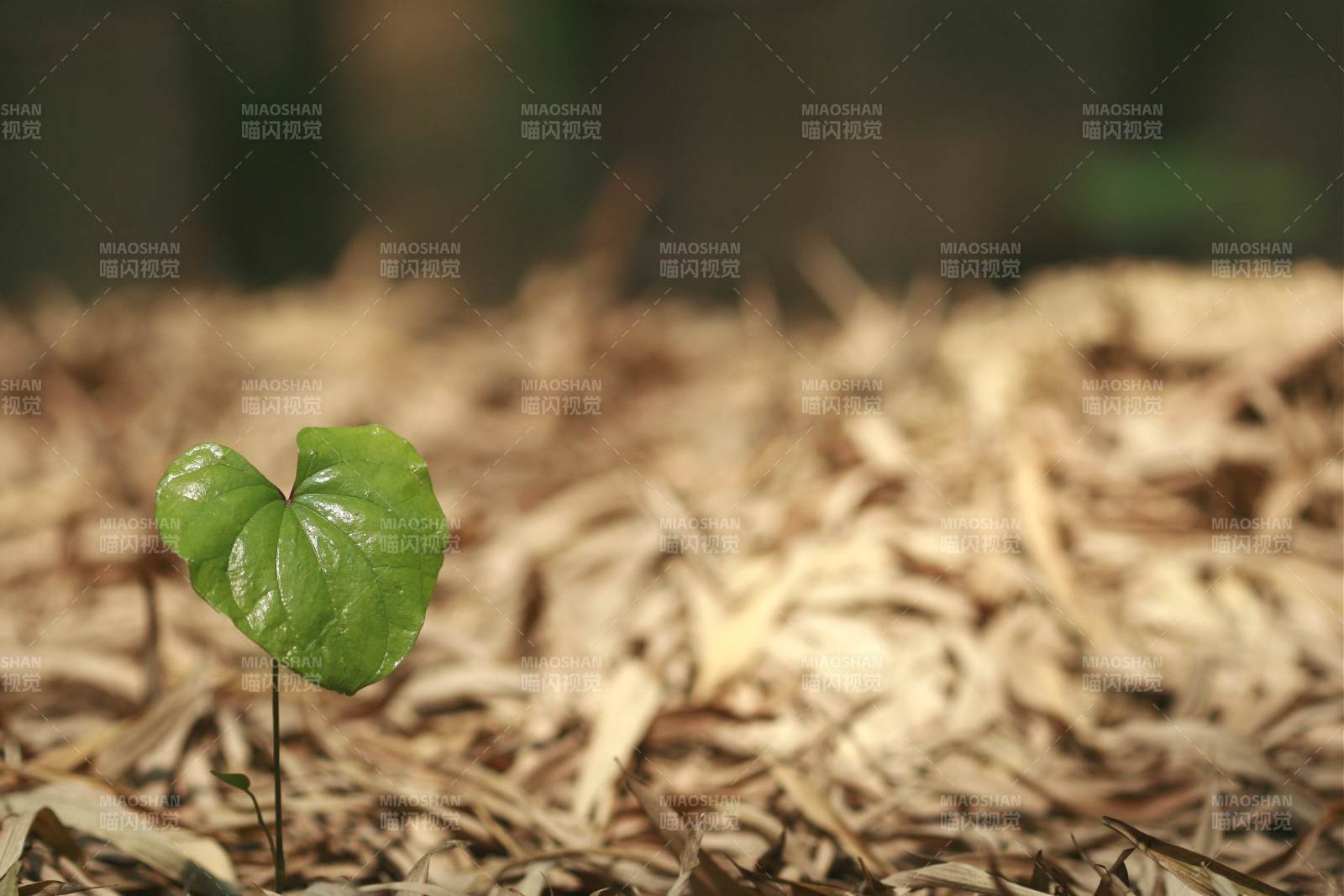 新生綠葉破土而出